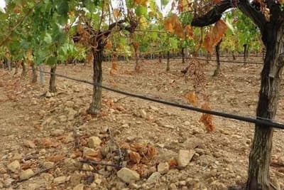 Obrada i priprema zemljišta za sađenje vinove loze