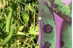 Antraknoza graška - Najznačajnija bolest koja uništava prinos