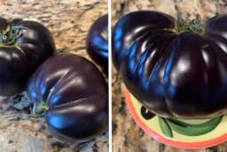 Black Beauty - Fantastičan i poseban ukus najtamnijeg paradajza na svijetu