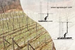 Gijov jednogubi način rezidbe vinove loze