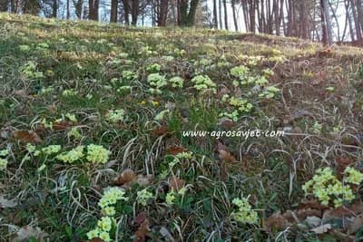 Zdrava SALATA od lista JAGORČEVINE - Iznenadićete se ukusom