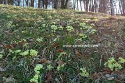 Zdrava SALATA od lista JAGORČEVINE - Iznenadićete se ukusom