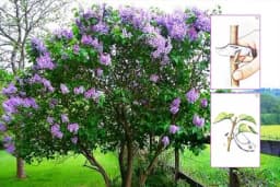 Kalemljenje jorgovana okuliranjem