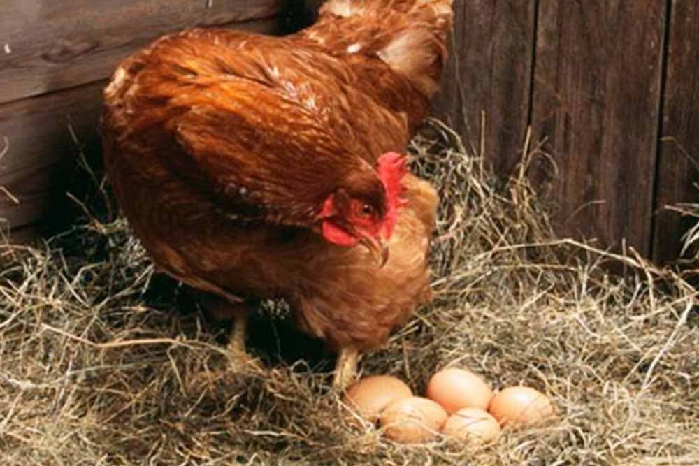 Kljuvanje i jedenje jaja