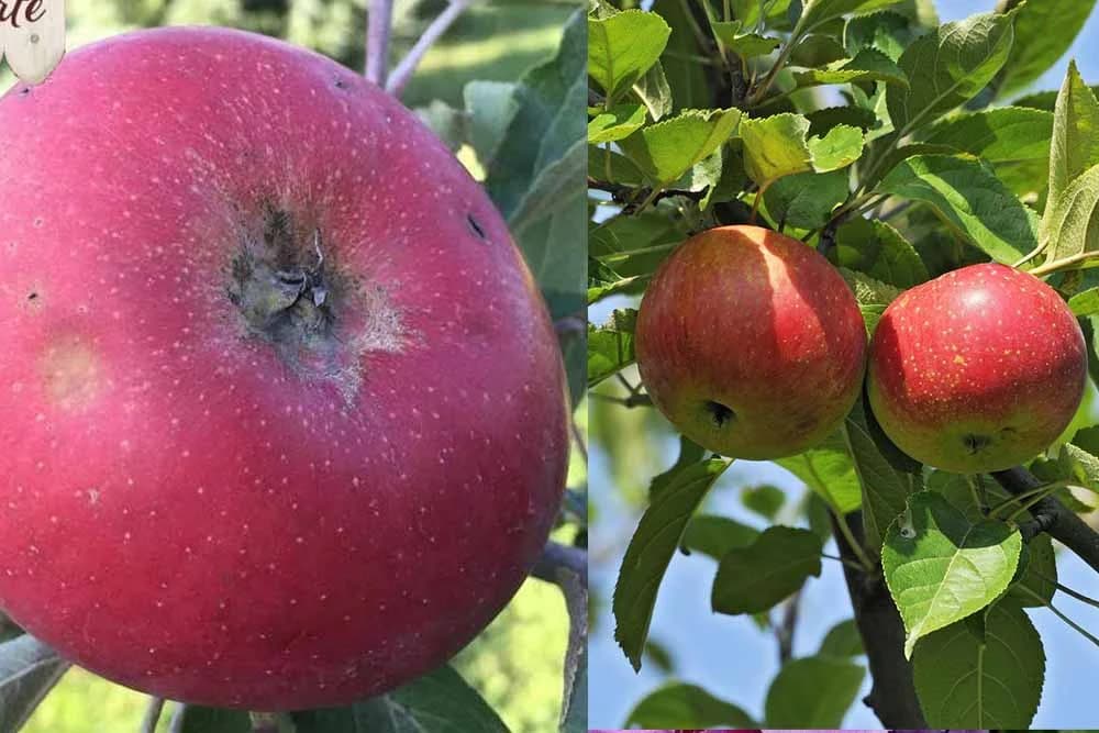 Kolačara i petrovača