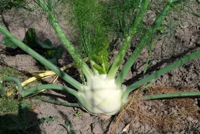 KOMORAČ - Kako i kada proizvoditi?