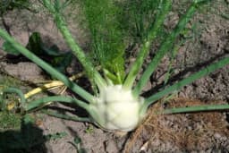 KOMORAČ - Kako i kada proizvoditi?