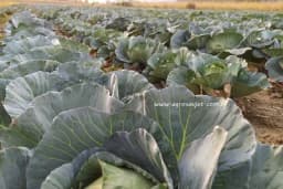 Njega usjeva kupusa - Prihranjivanje, okopavanje, zalivanje