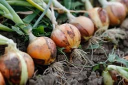 Proizvodnja glavica luka