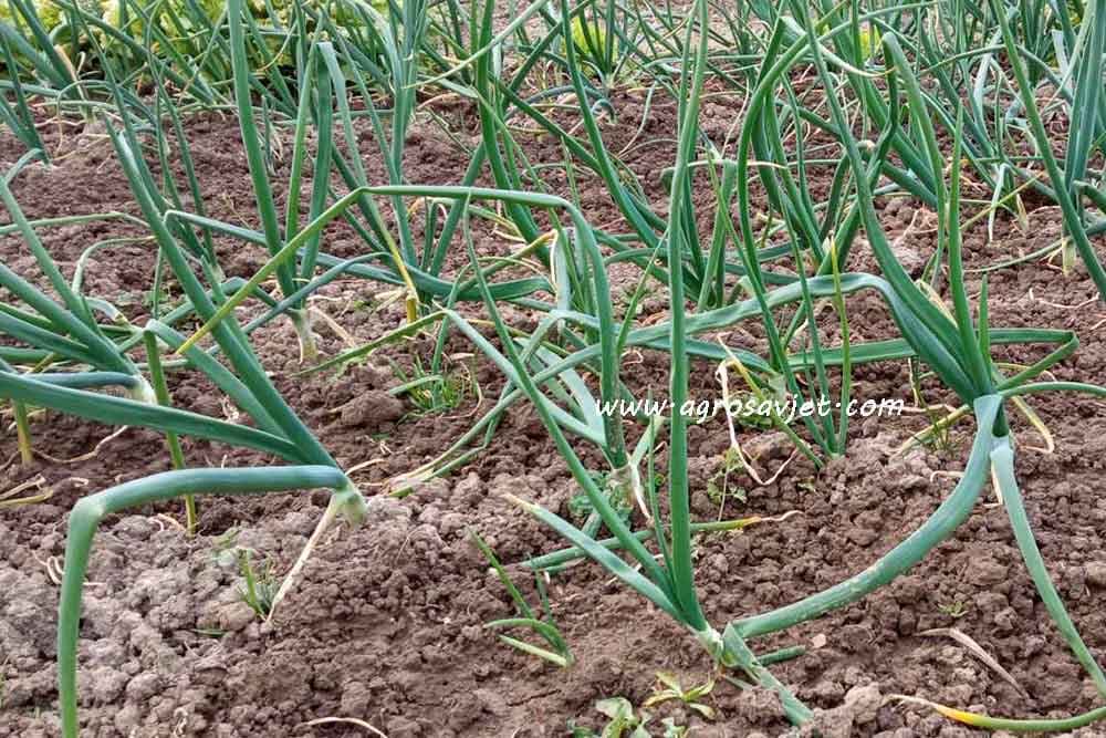 Suzbijanje korova u usjevu luka