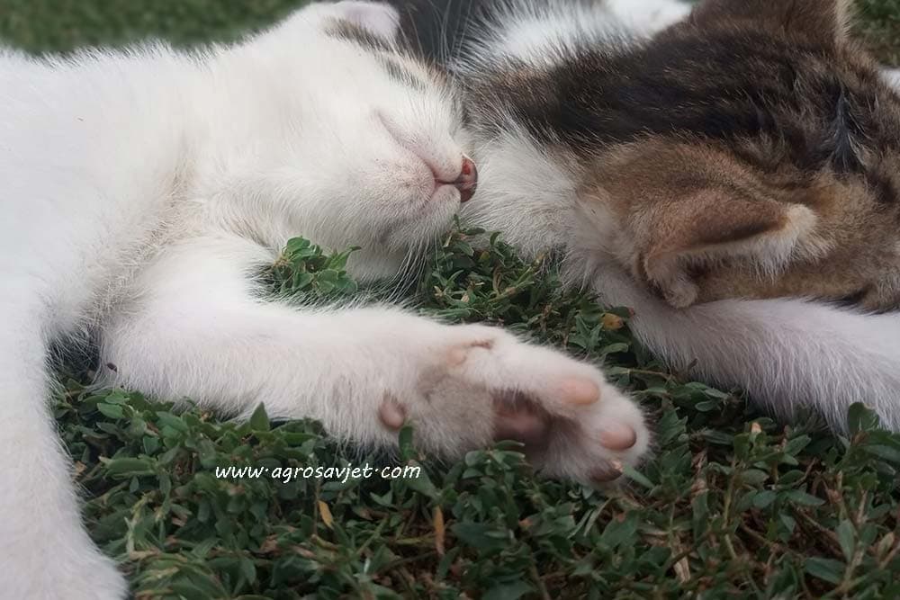 mačke koje spavaju