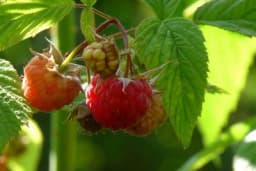 Uzgojite malinu na terasi svog stana