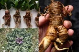 MANDRAGORA - Biljka tajanstvenih moći