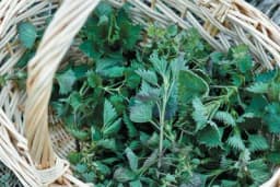 ULJE OD KOPRIVE - Za sta se koristi i kako napraviti?