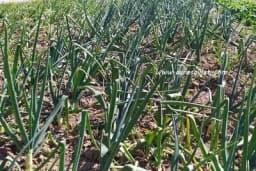 Pametno iskoristite sezonu mladog luka