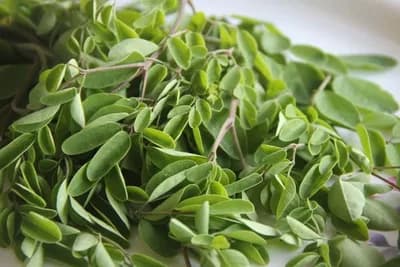 Moringa - Superdrvo čiji listovi imaju 25 puta više željeza od špinata