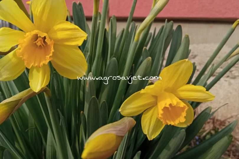 Narcis