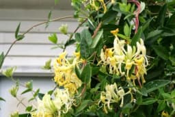 Orlovi nokti - Kako i kada da je orezujete