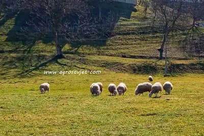 Ispaša ovaca - Najekonomičniji način uzgoja