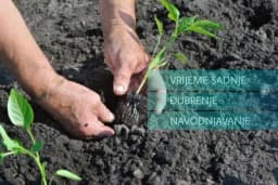 SADNJA PAPRIKE na otvorenom polju - Đubrenje, zalivanje i vrijeme sadnje