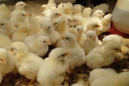 Tov pilića – Osnovna pravila za uspješan uzgoj