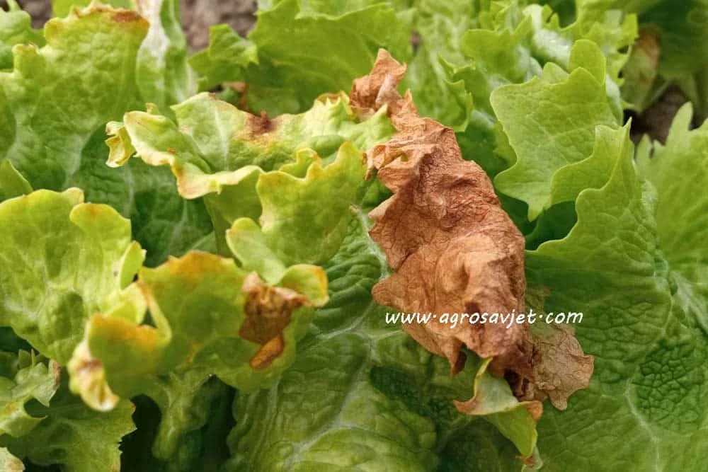 Plamenjčaa zelene salate