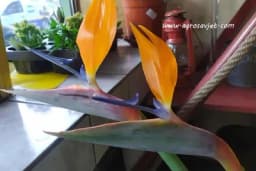 Rajska ptica - Cvijet neobičnog izgleda