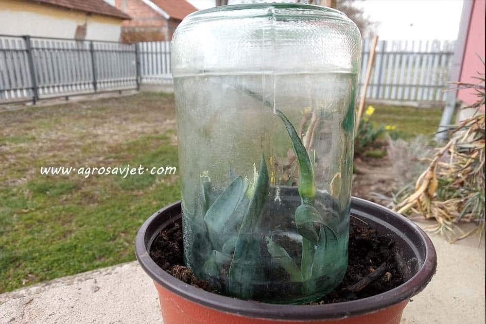 razmnožavanje biljaka