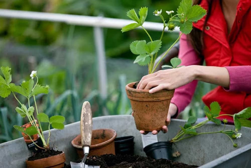 Šta se sve sadi u aprilu - Cvijeće, povrće i voće za najljepšu baštu!