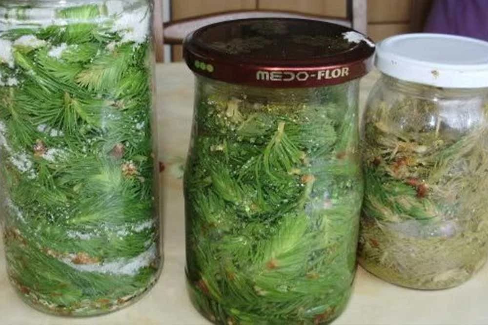Sirup od borovih iglica