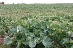 Dobrobiti stočnog kelja u ishrani stoke