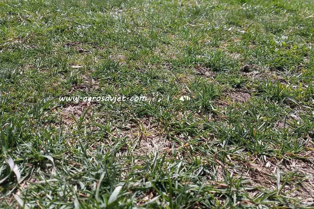 Problemi s travnjacima