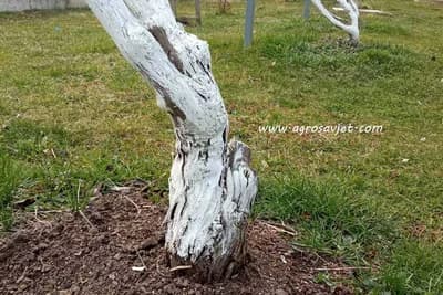 Dubina i tehnika sađenja vinove loze