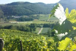 Kvalitetni kalemovi vinove loze - Evo kako ih odabrati!