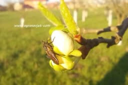 Šljivna osa - Najznačajnija štetočina šljive