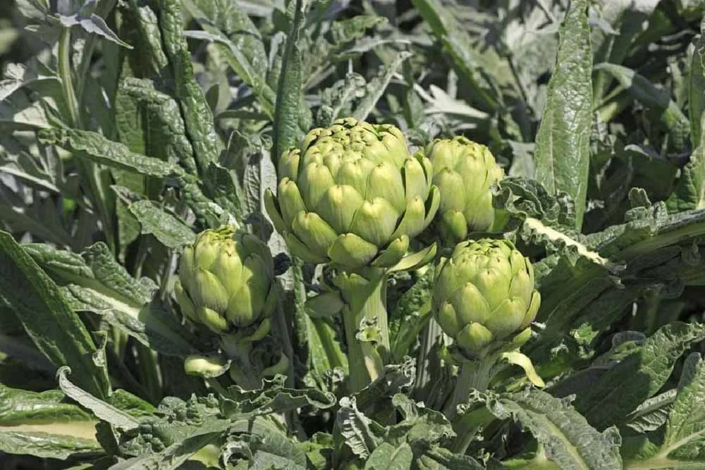 KAKO SE GAJI ARTIČOKA