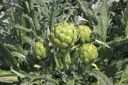 Kako se gaji ARTIČOKA?