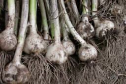 Đubrenje bijelog luka