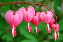 DJEVOJAČKO SRCE JE NEUNIŠTIV CVIJET, NESTVARNE LJEPOTE: Cvjeta od aprila do kasne jeseni, a može da se gaji i na balkonu!