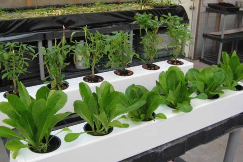 Gajenje u saksiji tehnikom Ebb-Flood