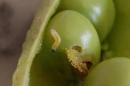 ŽIŽAK - Štetočina koja uništava GRAŠAK, kako je spriječiti?