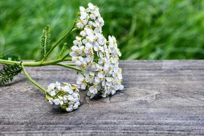 Hajdučka trava - Ljekovita biljka naših krajeva