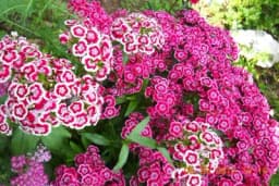 Turski karanfil omiljeni cvijet naših baka - Otporan, dugotrajan i mirisan