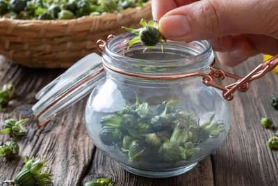 Kiseli pupoljci maslačka /SASTOJCI I PRIPREMA/