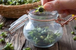 Kiseli pupoljci maslačka /SASTOJCI I PRIPREMA/