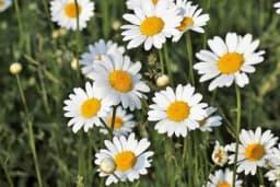 Margareta - Sadnja, uzgoj, ljekovita svojstva