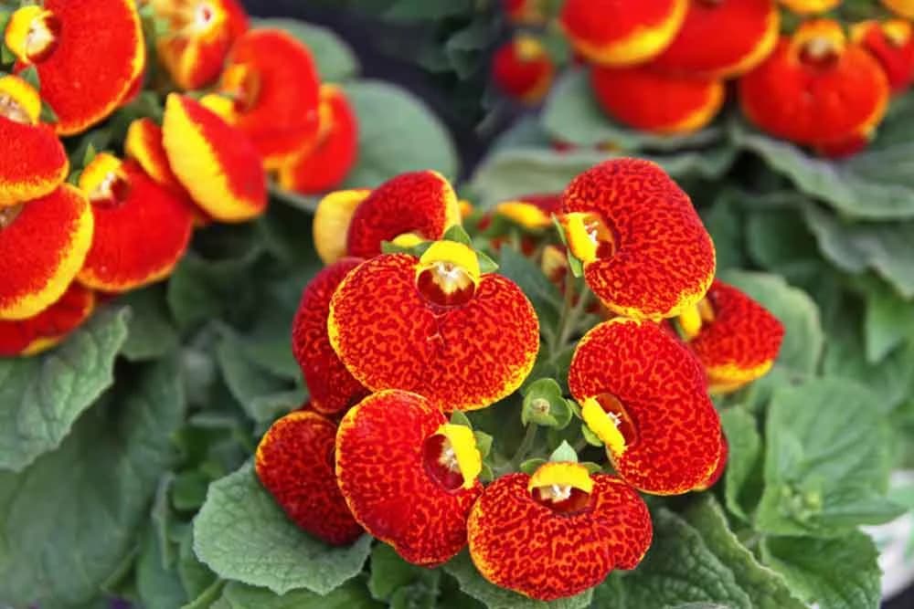Papičica - Calceolaria hybrida