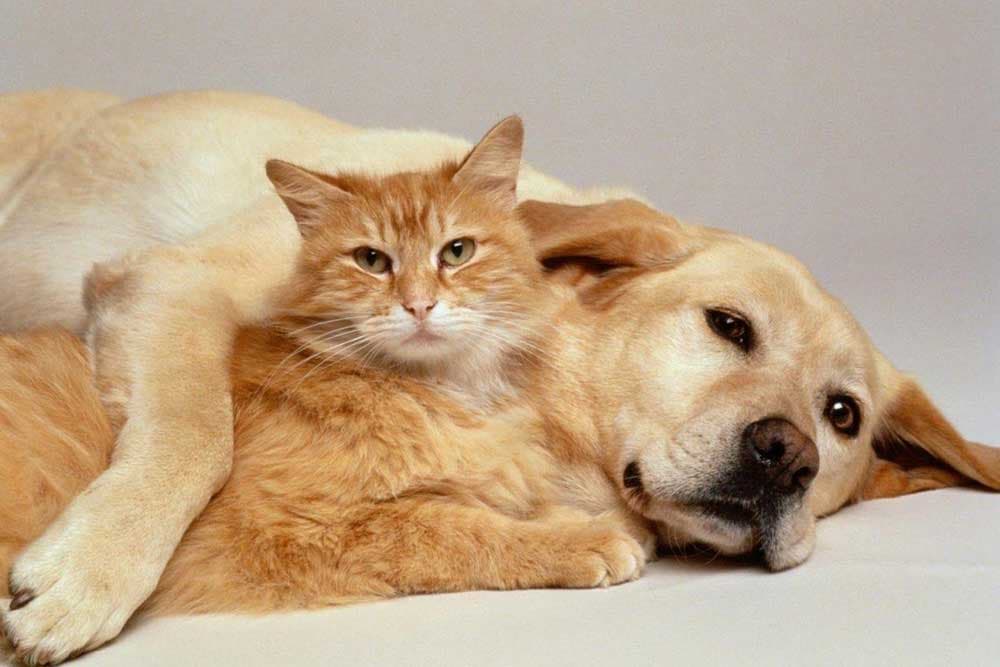 Socijalno inteligentniji - Psi imaju veći mozak od mačaka