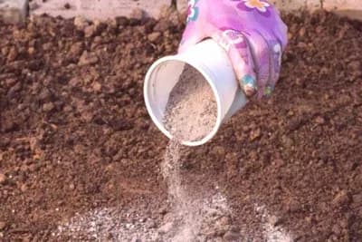 7 BESPLATNIH PRIHRANA za biljke direktno IZ vaše KUHINJE