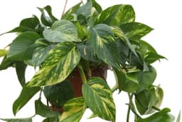 Puzavice - Vrste koje možete gajiti u zatvorenom prostoru